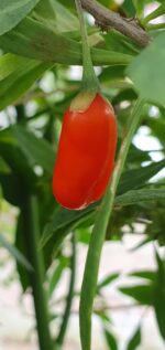GOJI TIBETAN NQ5 plante de 1 an