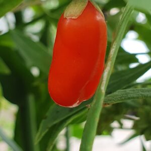 GOJI TIBETAN NQ5 plante de 1 an