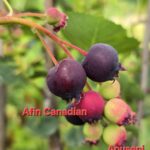 Afin Canadian, 4 ani