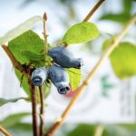 Afin Siberian, plante de 3 ani pe rod,(Wojtek si Zoika)
