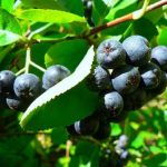 Aronia Nero, plante de 4 ani