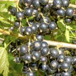 COACAZ NEGRU Titania