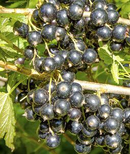 COACAZ NEGRU Titania