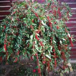 GOJI TIBETAN NQ5 plante de 3 ani