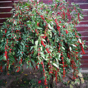 GOJI TIBETAN NQ5 plante de 3 ani