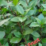 Aronia Nero, plante 1 an, 4 lei/ buc.